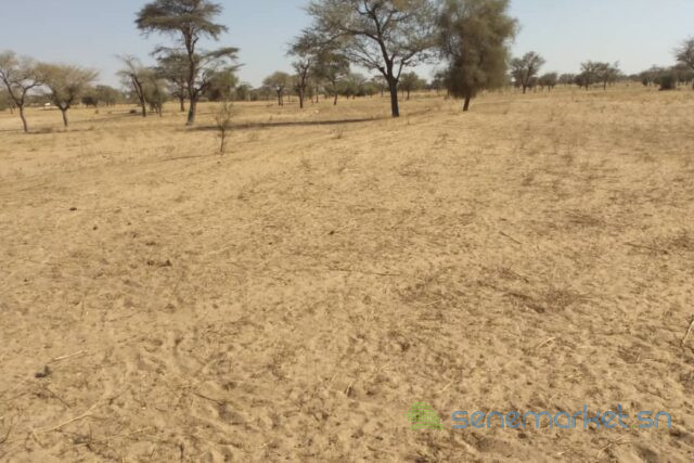 terrain-de-399-hectares-vers-kebemer-big-1