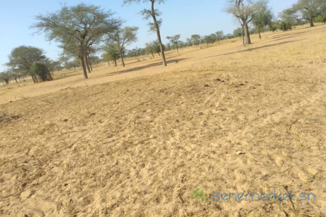 terrain-de-399-hectares-vers-kebemer-big-0