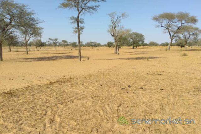terrain-de-399-hectares-vers-kebemer-big-2
