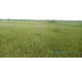 terrain-de-45-hectares-vers-ngueniene-small-1