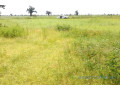 terrain-de-45-hectares-vers-ngueniene-small-2