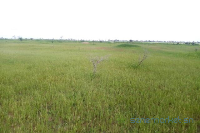 terrain-de-45-hectares-vers-ngueniene-big-1