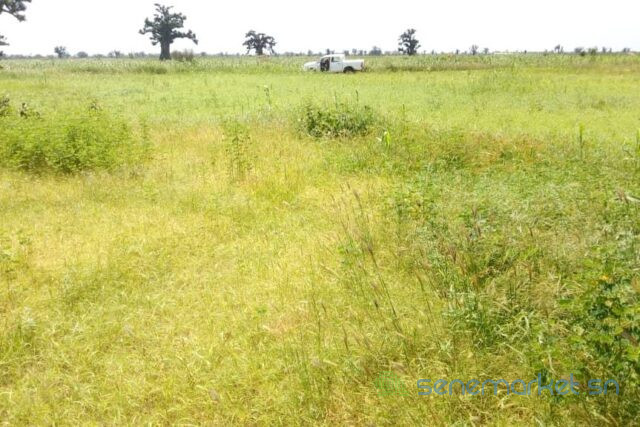 terrain-de-45-hectares-vers-ngueniene-big-2