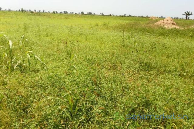 terrain-de-45-hectares-vers-ngueniene-big-0
