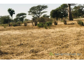 Terrain de 4,55 hectares vers Thiénaba