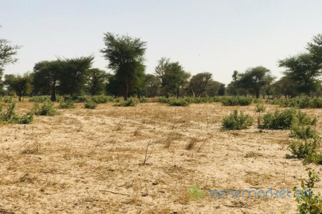 terrain-de-455-hectares-vers-thienaba-big-1