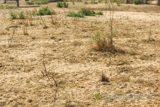 terrain-de-455-hectares-vers-thienaba-big-2