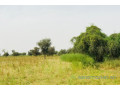 terrain-de-473-hectares-vers-dalla-ngabou-small-2
