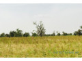 terrain-de-473-hectares-vers-dalla-ngabou-small-1