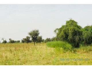 Terrain de 4,73 hectares vers Dalla Ngabou
