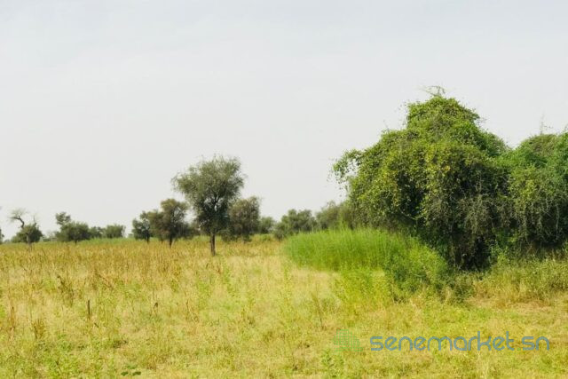 terrain-de-473-hectares-vers-dalla-ngabou-big-0