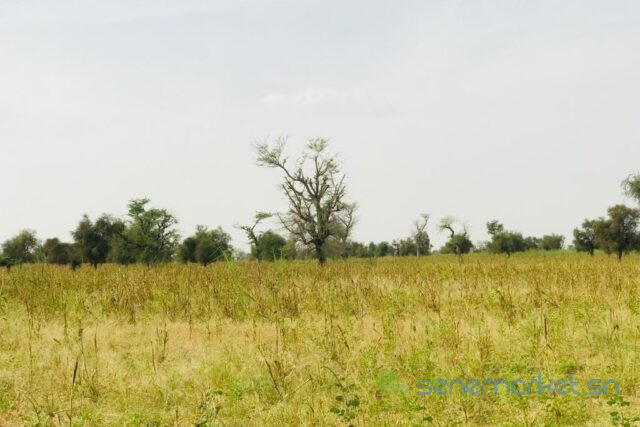 terrain-de-473-hectares-vers-dalla-ngabou-big-1