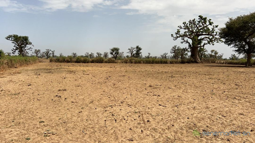 terrain-de-1hectare-et-demi-a-louly-senegal-big-1
