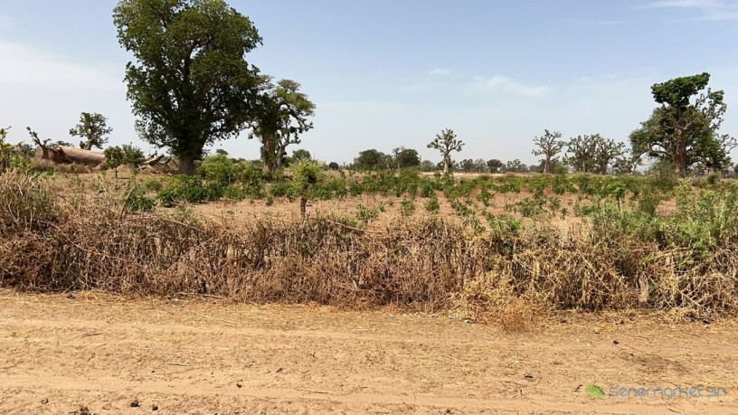 terrain-de-1hectare-et-demi-a-louly-senegal-big-3