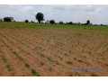 terrain-de-492-hectares-vers-guinguineo-small-2