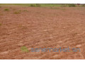 terrain-de-492-hectares-vers-guinguineo-small-1