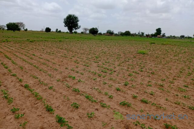 terrain-de-492-hectares-vers-guinguineo-big-2