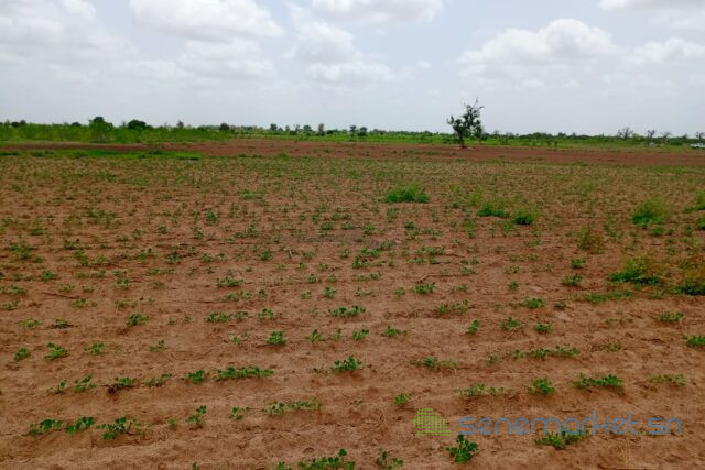 terrain-de-492-hectares-vers-guinguineo-big-0