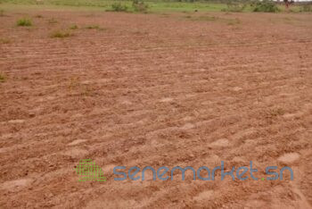 terrain-de-492-hectares-vers-guinguineo-big-1