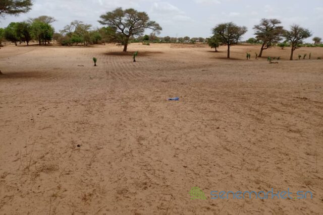 terrain-de-5-hectares-vers-touba-toul-big-2