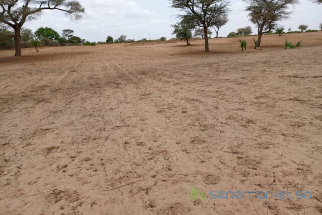 terrain-de-5-hectares-vers-touba-toul-big-0