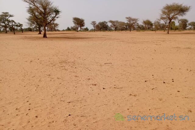 terrain-de-501-hectares-vers-touba-toul-big-0