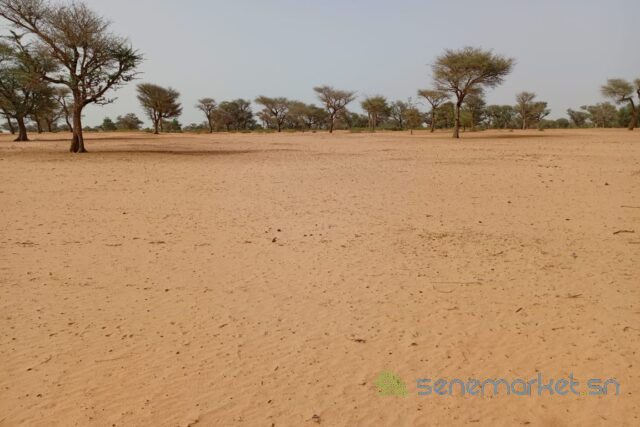 terrain-de-501-hectares-vers-touba-toul-big-2