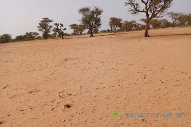 terrain-de-501-hectares-vers-touba-toul-big-1