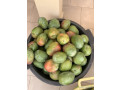 mangue-kent-small-2
