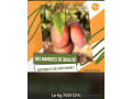 mangue-kent-small-3