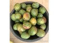 mangue-kent-small-0