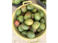 mangue-kent-small-1