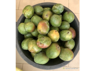Mangue Kent