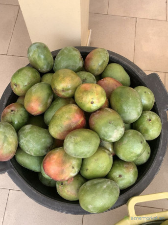 mangue-kent-big-2