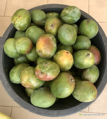mangue-kent-big-0