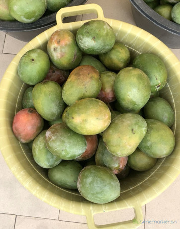 mangue-kent-big-1