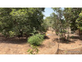 terrains-de-300-metres-carres-a-vendre-a-saly-senegal-small-0