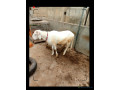 mouton-a-vendre-small-0