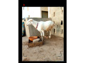 mouton-a-vendre-small-3