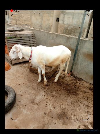 mouton-a-vendre-big-0