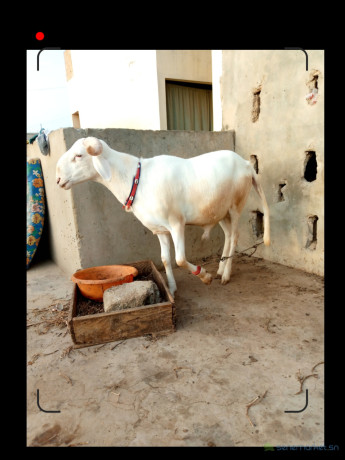 mouton-a-vendre-big-1