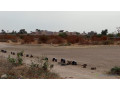 terrains-de-225-metres-carres-a-vendre-a-saly-keur-youngar-small-1