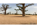 terrain-agricole-de-2-hectares-et-demi-a-louly-senegal-small-2