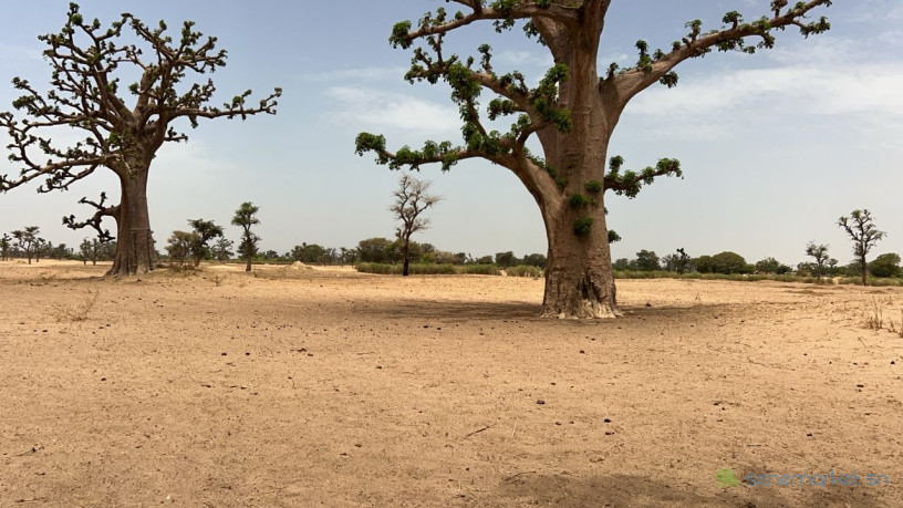 terrain-agricole-de-2-hectares-et-demi-a-louly-senegal-big-2