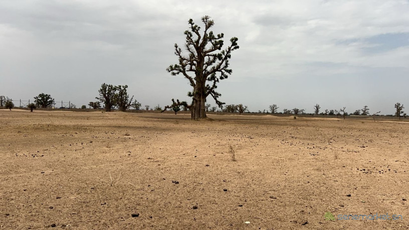 terrain-agricole-de-2-hectares-et-demi-a-louly-senegal-big-1