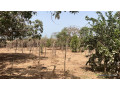 terrains-de-600-metres-carres-a-vendre-a-saly-senegal-small-0