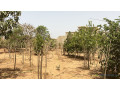 terrains-de-600-metres-carres-a-vendre-a-saly-senegal-small-2