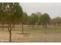 verger-de-15-hectare-vers-koul-small-1