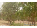 verger-de-15-hectare-vers-koul-small-2