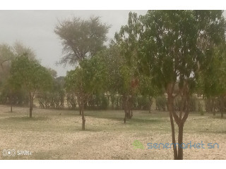Verger de 1,5 hectare vers Koul